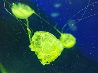 Sea jellyfish swim through a lit aquarium. The hat and tentacles