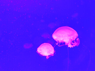 Sea jellyfish swim through a lit aquarium. The hat and tentacles