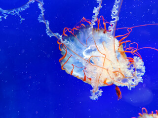 Sea jellyfish swim through a lit aquarium. The hat and tentacles