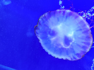 Sea jellyfish swim through a lit aquarium. The hat and tentacles