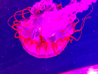 Sea jellyfish swim through a lit aquarium. The hat and tentacles