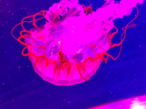 Sea jellyfish swim through a lit aquarium. The hat and tentacles