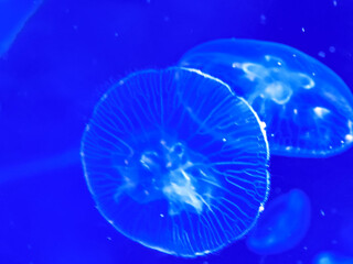 Sea jellyfish swim through a lit aquarium. The hat and tentacles