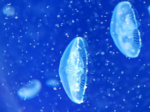 Sea jellyfish swim through a lit aquarium. The hat and tentacles