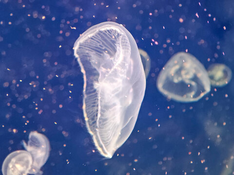 Sea jellyfish swim through a lit aquarium. The hat and tentacles