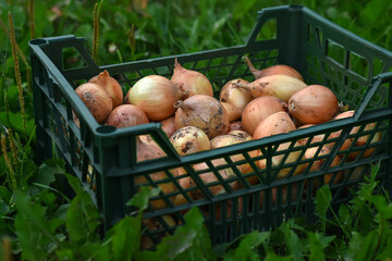 Onion in a crate in open-air market. A box onions. Vitamin vegetables. Vegetarian food. Ripe onions in the garden. Harvesting and gardening.