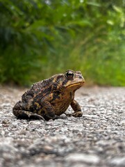 Close-up of a toad on a gravel path.