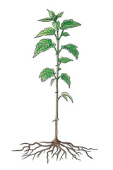 Young Plant with Root System Isolated on Transparent Background