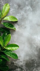 Lush Green Leaves on a Textured Gray Background,nature,plant