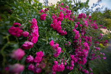 Obraz premium A large bush of vibrant pink miniature roses densely covers a fence or wall, with a blurred path extending into the distance on the right.