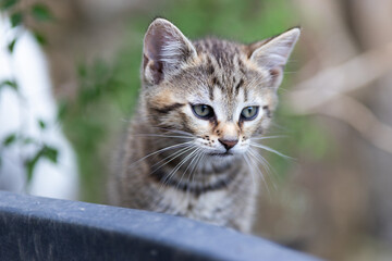 cute kitten portrait close up