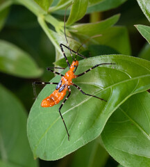 Milkweed assassin bug with orange body and long black antenna and legs is climbing up  a green leaf.