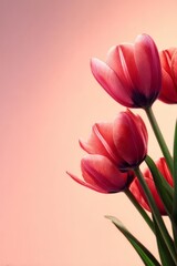 Fototapeta premium A lovely arrangement of pink tulips against a soft background showcasing their vibrant color and delicate petals
