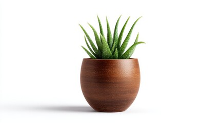 Fototapeta premium Ultra quality image of aloe vera plant in a brown pot isolated on white background.