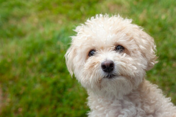 Dog facing you look up in backyard green cute face 