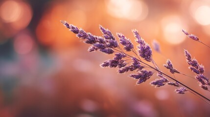 Serene Sunset Meadow Purple Grass at Golden Hour