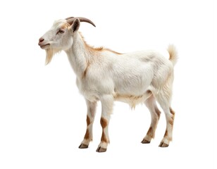 Obraz premium Brown, white goat stands isolated on clean white background. Domestic mammal features distinct horns, shaggy coat, perfect for representing farm animals, agriculture, rural themes in various projects.