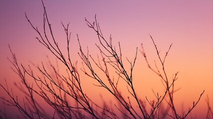 Silhouetted Branches Against Vibrant Sunset Sky Nature Photography