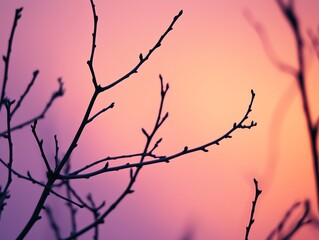 Silhouetted Branches Against a Vibrant Pink Sunset Sky,color,vibrant