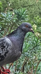 high-quality detailed image of a pigeon
