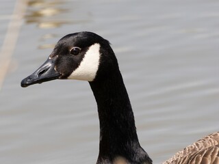 Detailed view of a Canada goose wading, swimming in a lake. Standing feeding on the grass riverbank. goose standing proudly at the edge of a serene lake surrounded by lush green woodland