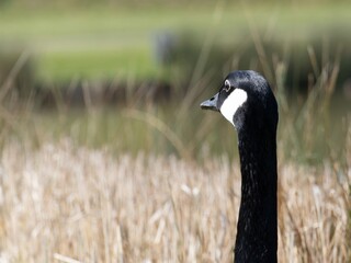 Detailed view of a Canada goose wading, swimming in a lake. Standing feeding on the grass...