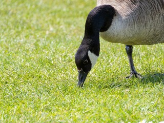 Detailed view of a Canada goose wading, swimming in a lake. Standing feeding on the grass riverbank. goose standing proudly at the edge of a serene lake surrounded by lush green woodland