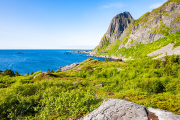 Green meadow with flowers in summer landscape with sea and mountains near Hamnoy village, Lofoten Islands, Norway