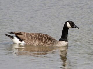 Detailed view of a Canada goose wading, swimming in a lake. Standing feeding on the grass riverbank. goose standing proudly at the edge of a serene lake surrounded by lush green woodland