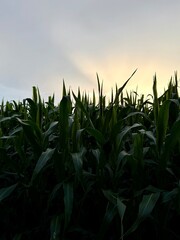 green corns field in the beautiful evening sky with sunlight