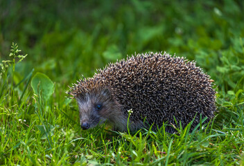 cute prickly hedgehog walking on green grass in summer garden