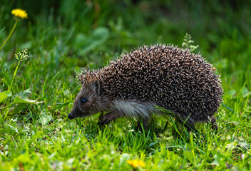 cute prickly hedgehog walking on green grass in spring garden
