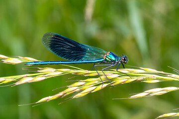 Caloptéryx éclatant (Calopteryx splendens) mâle posé sur une tige en bord de rivière