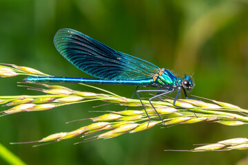 Caloptéryx éclatant (Calopteryx splendens) mâle posé sur une tige en bord de rivière