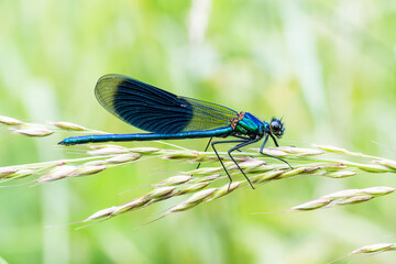 Caloptéryx éclatant (Calopteryx splendens) mâle posé sur une tige en bord de rivière
