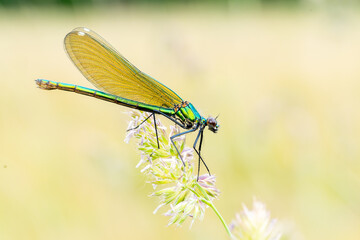 Caloptéryx éclatant femelle (Calopteryx splendens) sur graminée en prairie humide