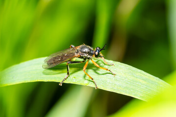 Asilide Dioctria rufipes posé sur une feuille de graminée en milieu naturel
