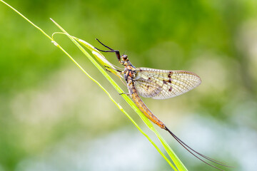 Éphémère commune (Ephemera vulgata) adulte posée sur une tige en milieu humide