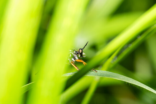 Asilide Dioctria rufipes pos&eacute; sur une feuille de gramin&eacute;e en milieu naturel