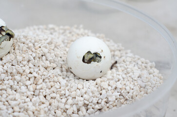 Focus on Turtle Eye &ndash; Close-Up on White Gravel