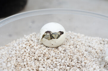 Hatchling Turtle Hiding Inside Egg on White Pebbles