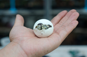 Hatchling Turtle in Egg Held in Human Hand