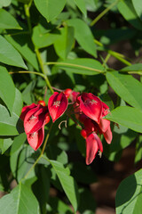 Several vibrant red flowers with distinctive shapes and visible stamens are nestled among lush green leaves, illuminated by natural light.