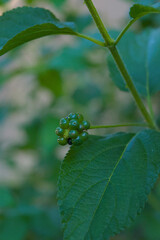 A cluster of small, green, unripe berries is prominently displayed on a thin stem, surrounded by verdant leaves in soft focus.