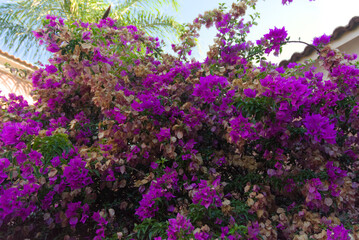 Obraz premium A dense mass of vibrant purple bougainvillea flowers intermingles with dried brown foliage, blooming profusely against a bright sky and hints of a building.