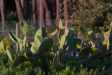 A dense group of prickly pear cactus pads with subtle yellowing tips stands in a natural setting,...