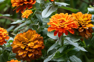 Orange Zinnia flowers and leaves