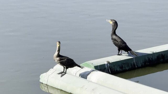Perching cormorants doing gular fluttering or flapping 
