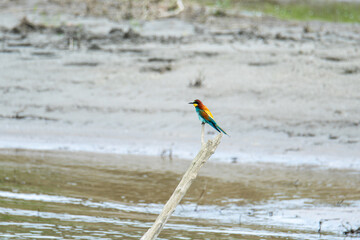 Guêpier d’Europe (Merops apiaster) perché sur une branche au bord d’une zone humide