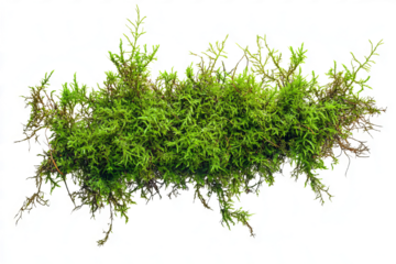 Green moss growing on a white background, flat lay, isolated on a transparent background